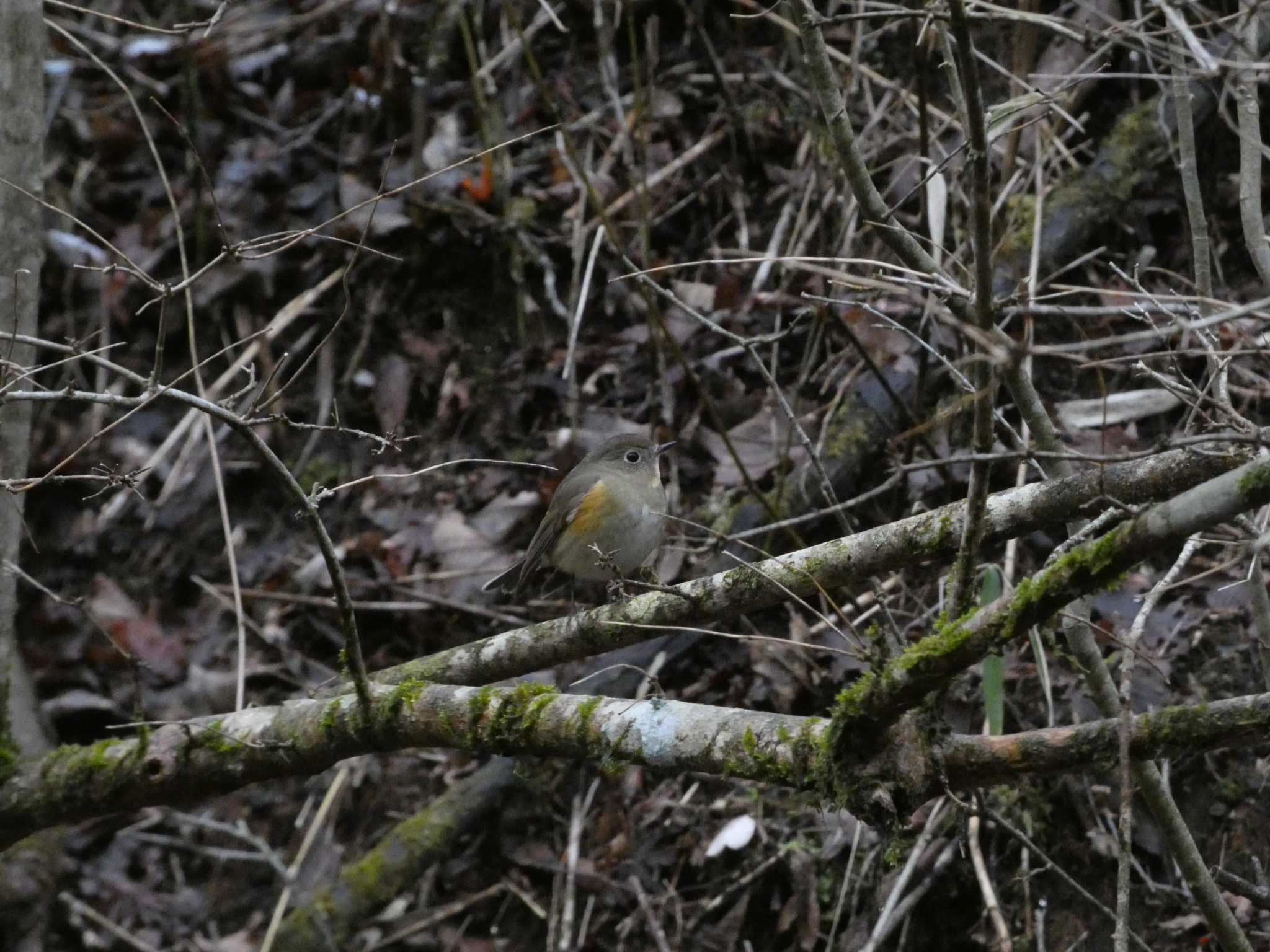 Red-flanked Bluetail