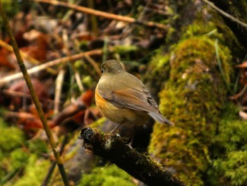 Sat, 2/24/2024 Birding report at 弁当場