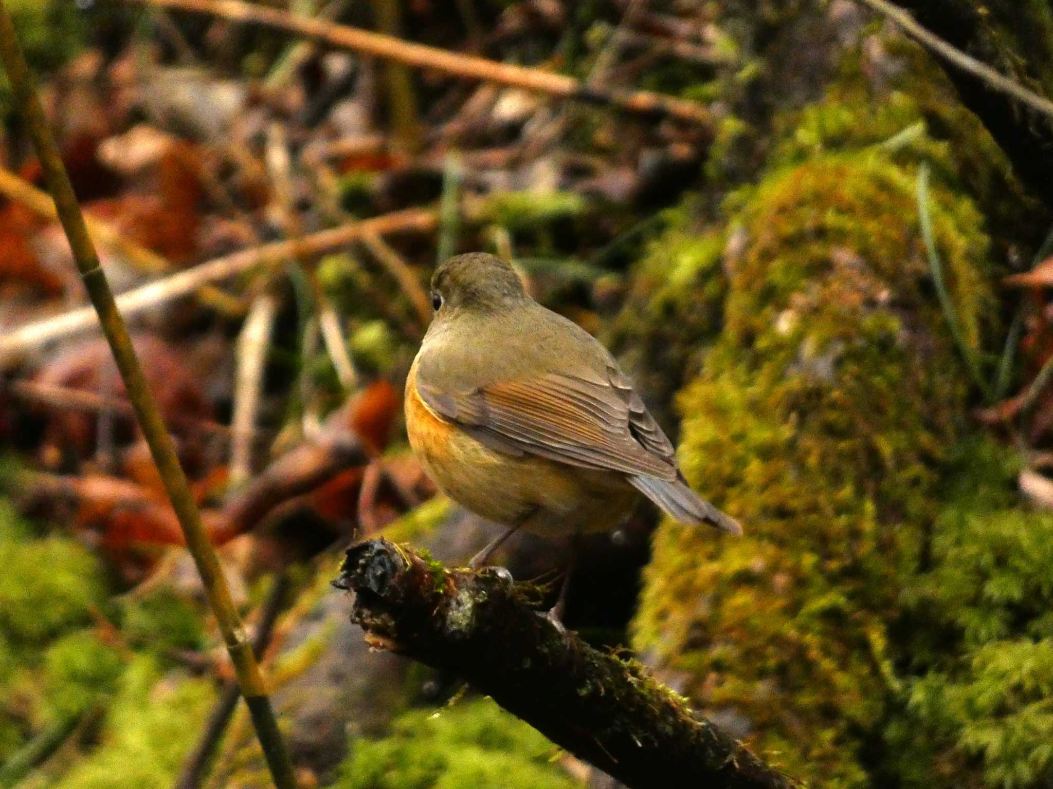 Red-flanked Bluetail