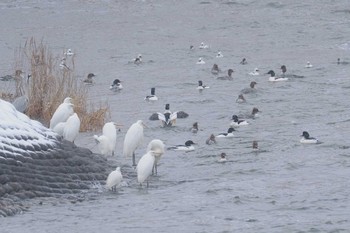 カワアイサ 諏訪湖 2024年2月23日(金)