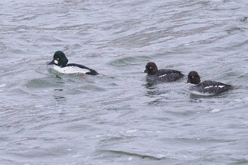 Common Goldeneye Suwako Lake Fri, 2/23/2024