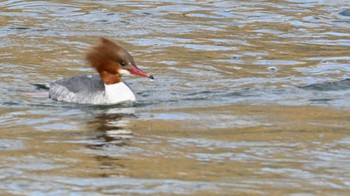 Common Merganser 鴨川 Sat, 2/24/2024