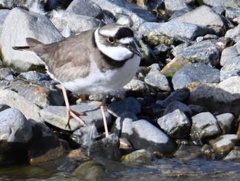 Long-billed Plover 鴨川 Sat, 2/24/2024