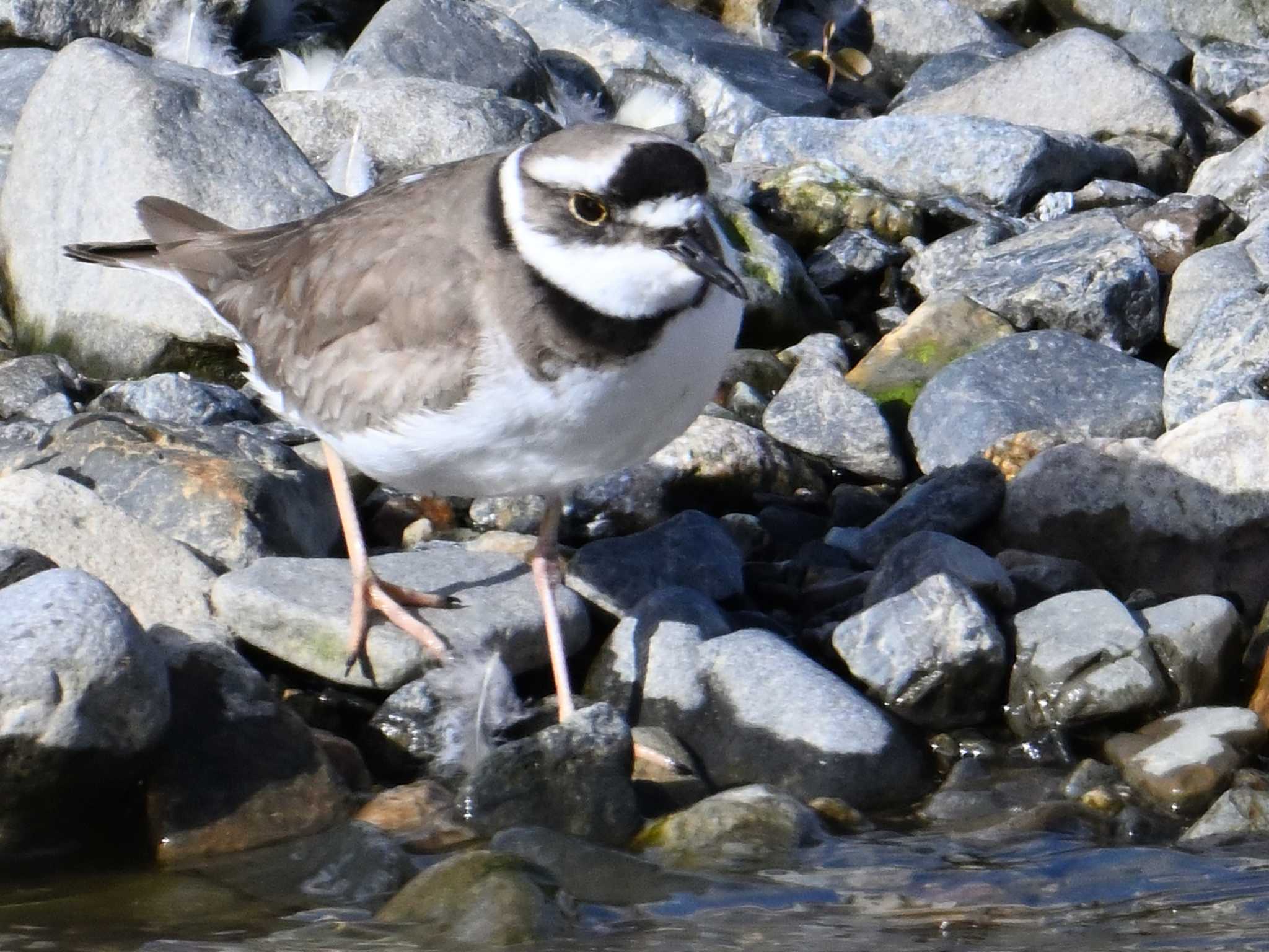 Long-billed Plover