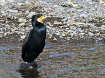 Great Cormorant 鴨川 Sat, 2/24/2024