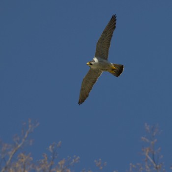 Peregrine Falcon 岩手県 Fri, 4/23/2021