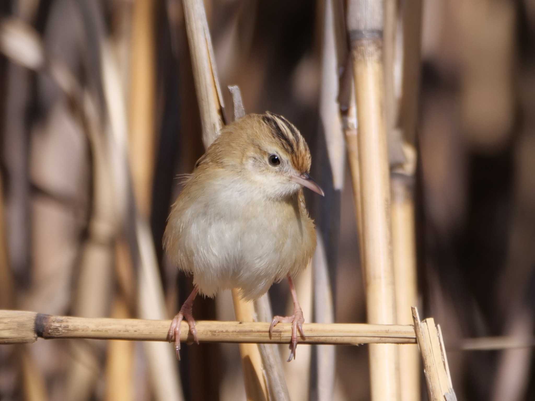 多摩川 セッカの写真 by little birds