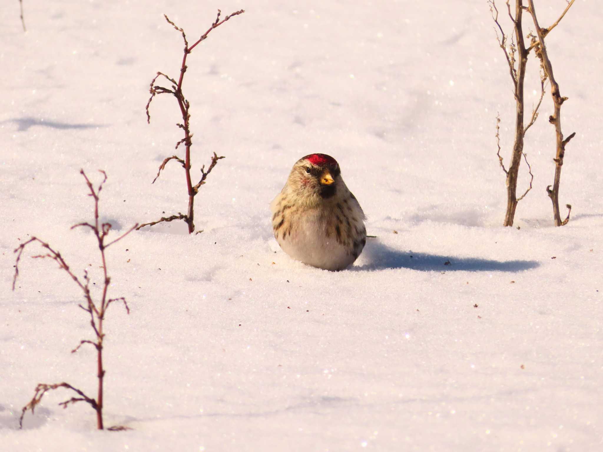 Common Redpoll