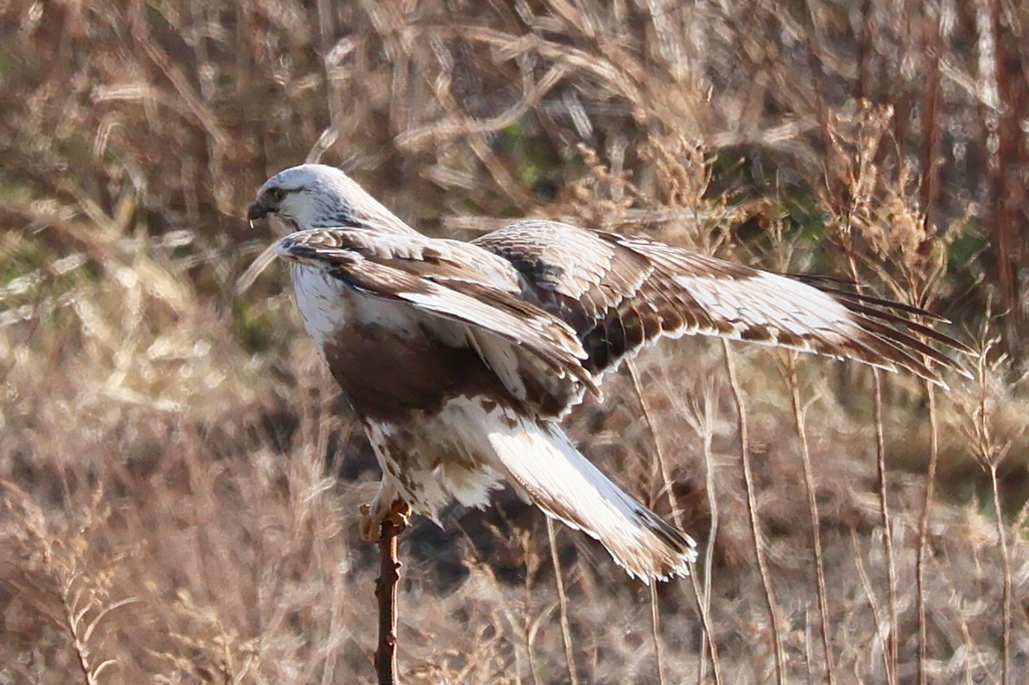 Rough-legged Buzzard