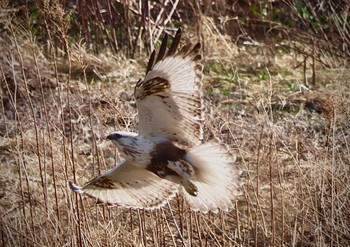 Sat, 2/24/2024 Birding report at 利根川