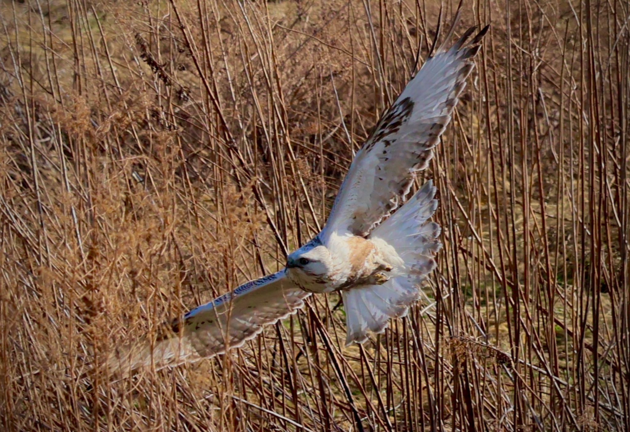 Rough-legged Buzzard