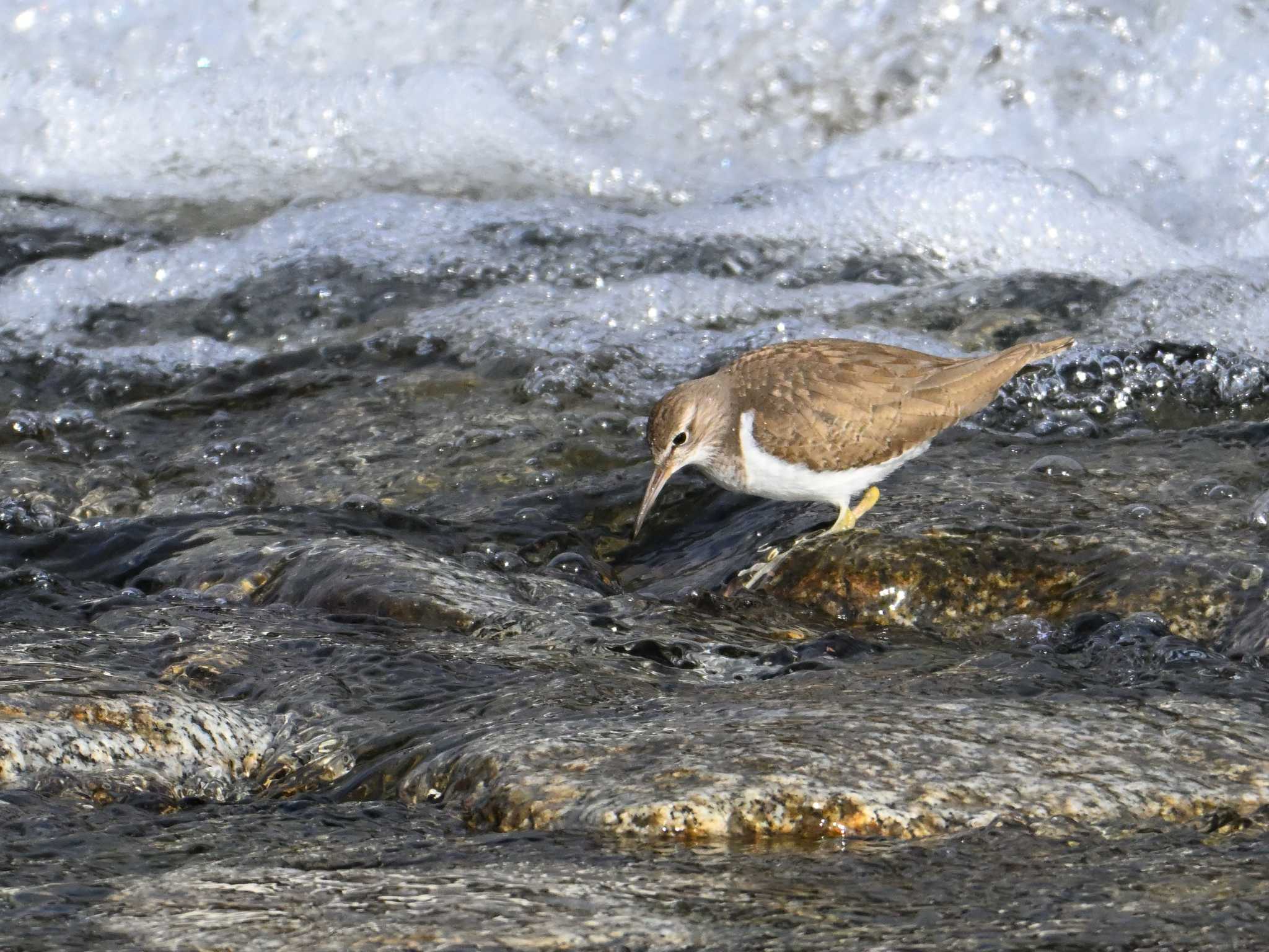 Common Sandpiper