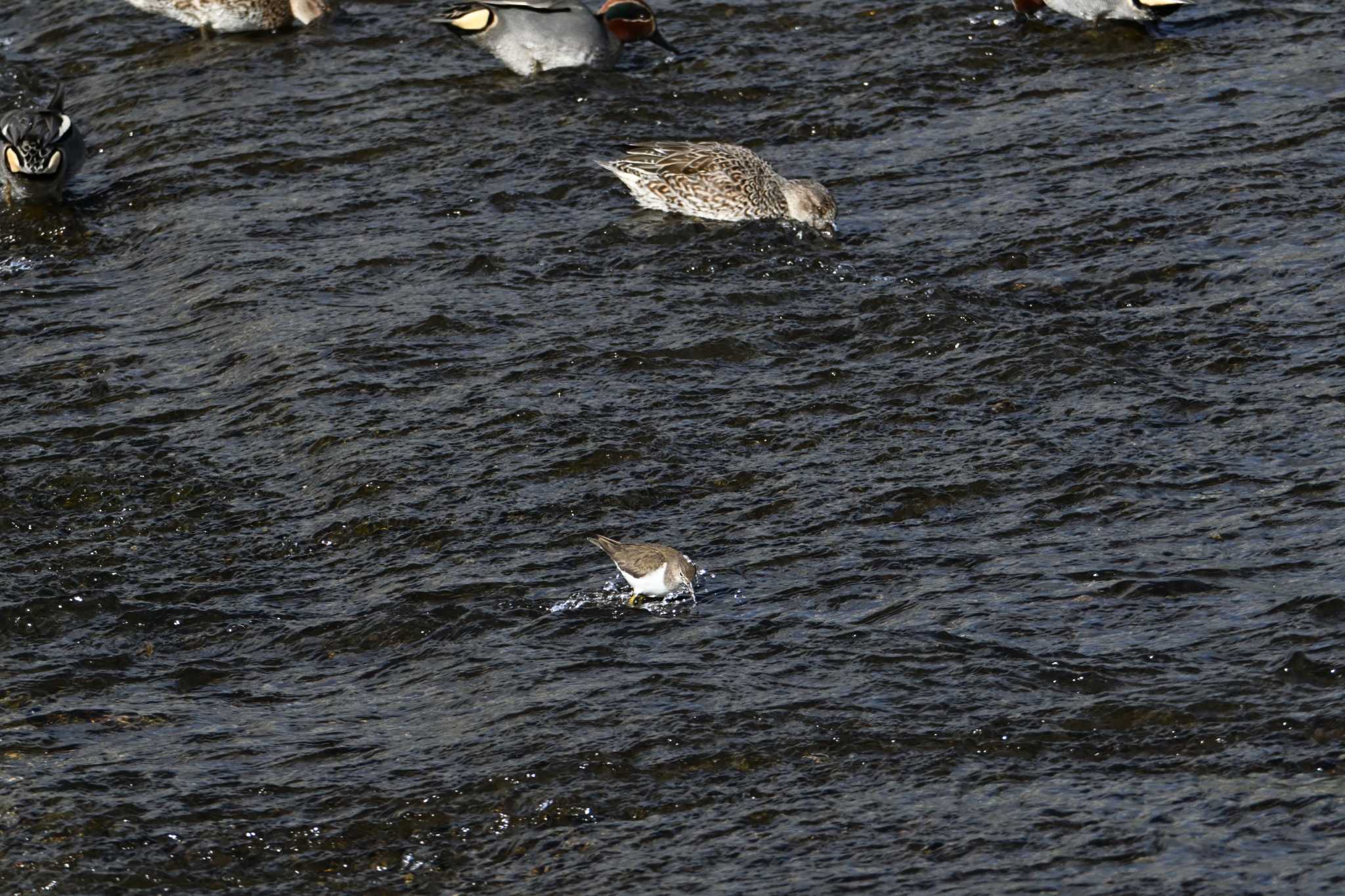 Eurasian Teal