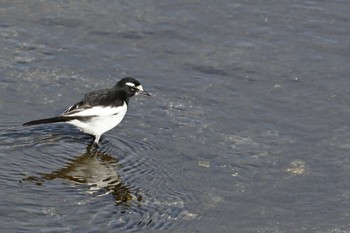 セグロセキレイ 鴨川 2024年2月24日(土)