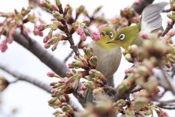 Warbling White-eye 鶴見川 Sat, 2/17/2024