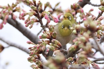 Warbling White-eye 鶴見川 Sat, 2/17/2024