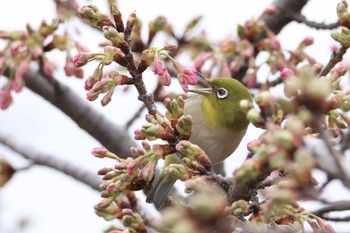 Warbling White-eye 鶴見川 Sat, 2/17/2024