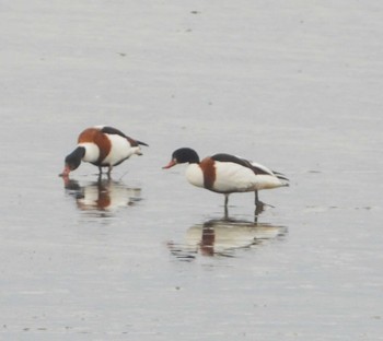 Common Shelduck Unknown Spots Sun, 1/21/2024