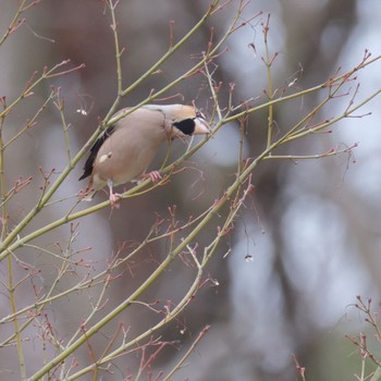 Hawfinch 東京都立桜ヶ丘公園(聖蹟桜ヶ丘) Sat, 2/17/2024