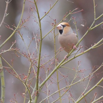 Hawfinch 東京都立桜ヶ丘公園(聖蹟桜ヶ丘) Sat, 2/17/2024