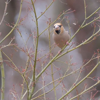 Hawfinch 東京都立桜ヶ丘公園(聖蹟桜ヶ丘) Sat, 2/17/2024