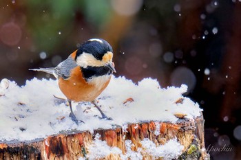 Varied Tit 西湖野鳥の森公園 Fri, 2/23/2024