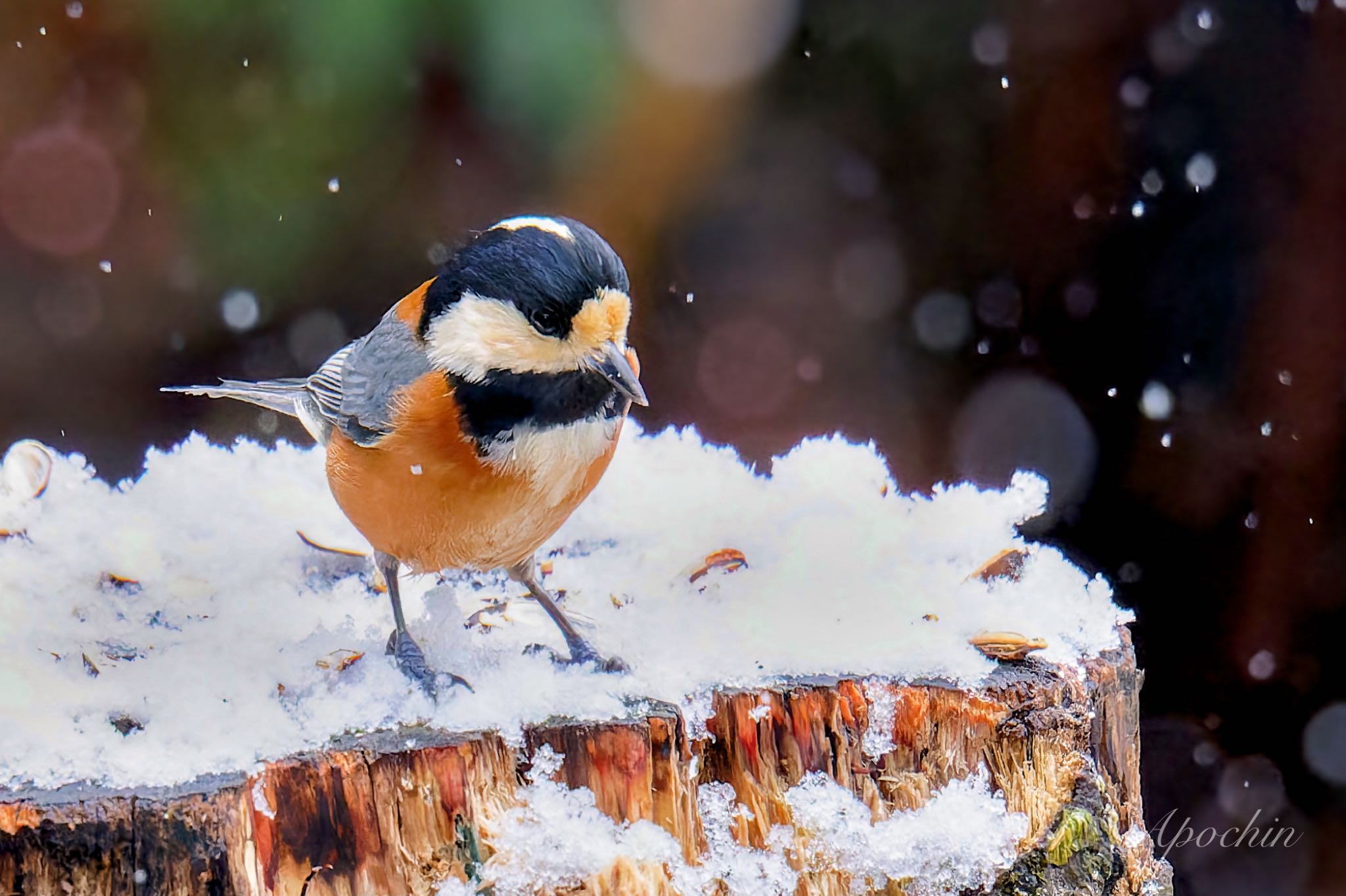 Photo of Varied Tit at 西湖野鳥の森公園 by アポちん