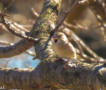 Hawfinch Yatoyama Park Tue, 2/27/2024