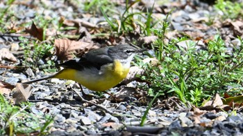 Sat, 2/24/2024 Birding report at Kyoto Gyoen