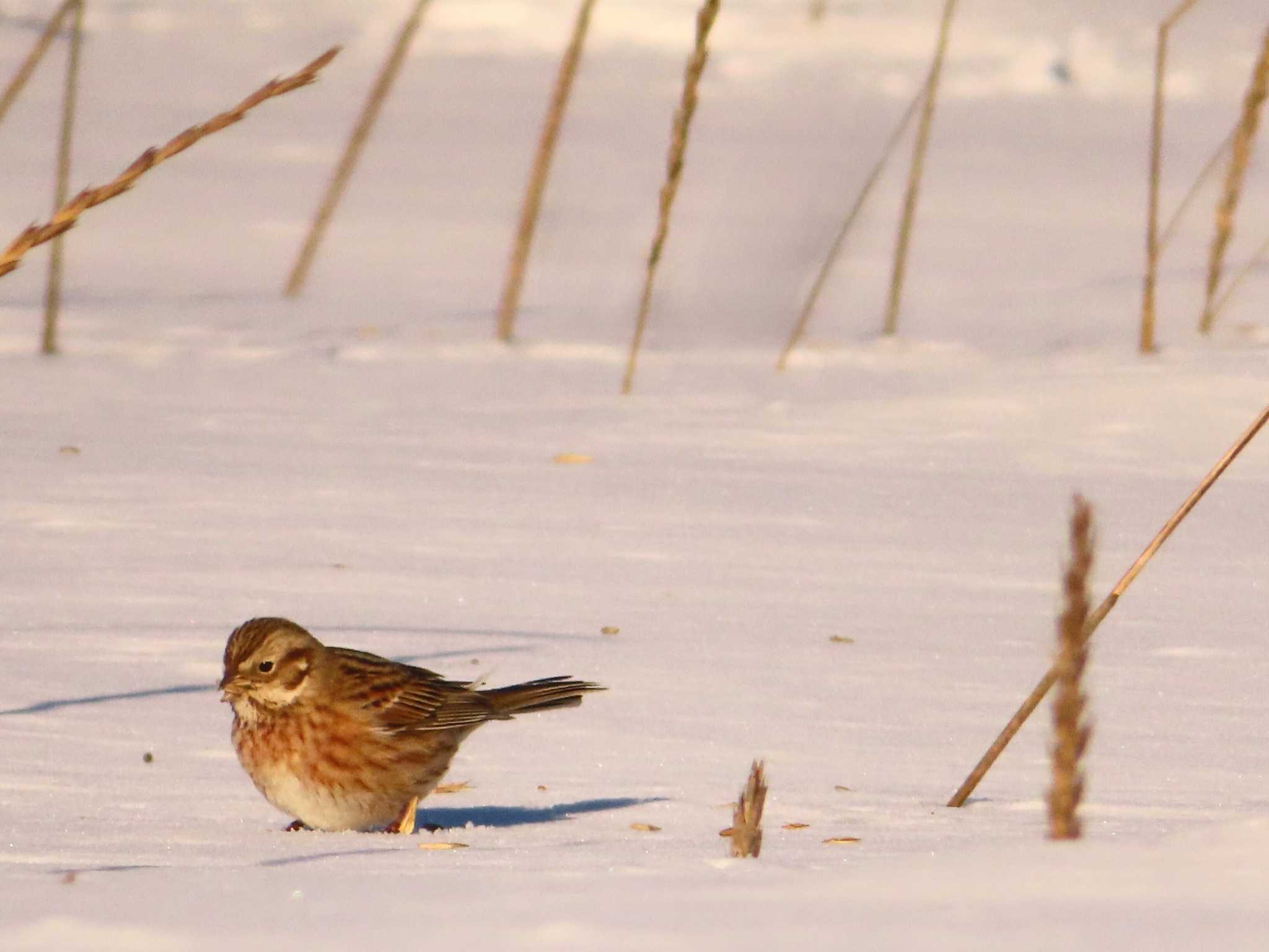 Photo of Pine Bunting at 鵡川河口 by ゆ