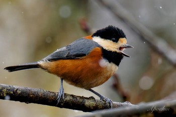 Varied Tit 西湖野鳥の森公園 Fri, 2/23/2024