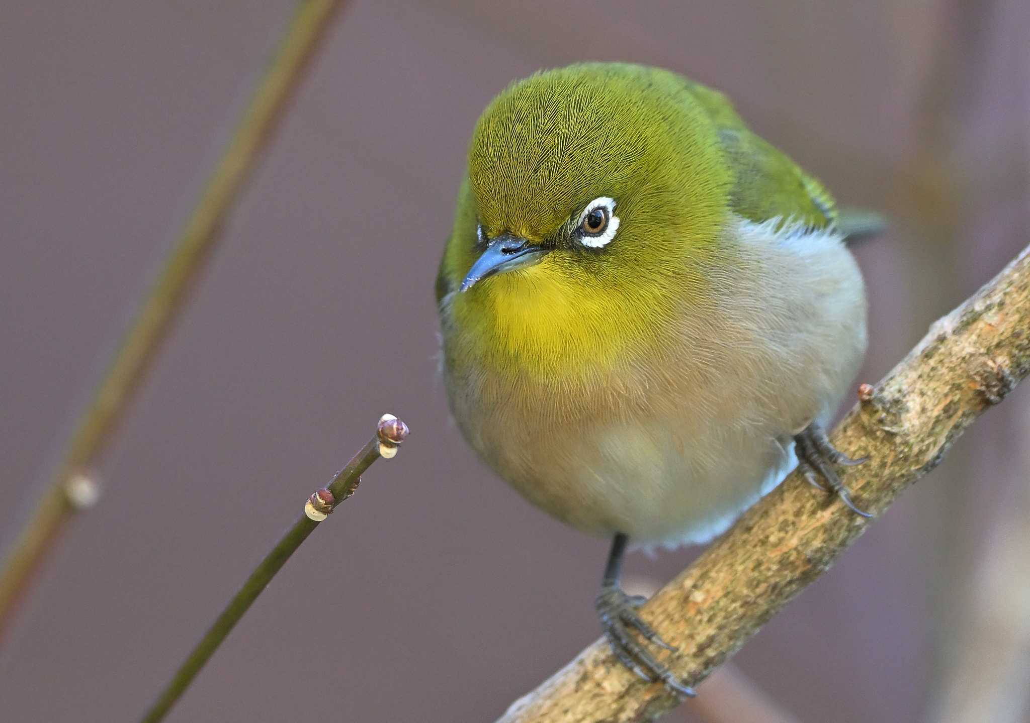 Photo of Warbling White-eye at 飯能市 by ask