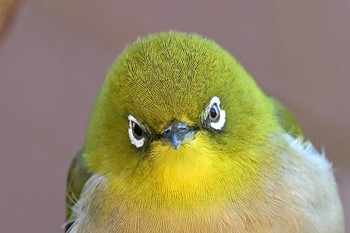 Warbling White-eye 飯能市 Fri, 2/9/2024