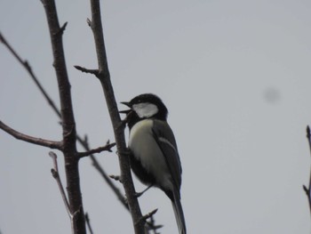 Japanese Tit 大阪府岸和田市 蜻蛉池公園 Tue, 2/27/2024