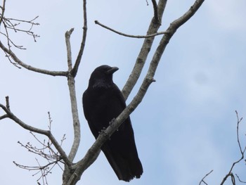 Large-billed Crow 大阪府岸和田市 蜻蛉池公園 Tue, 2/27/2024