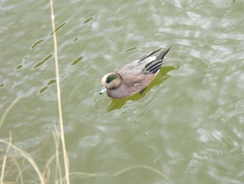 American Wigeon 大阪府岸和田市 蜻蛉池公園 Tue, 2/27/2024