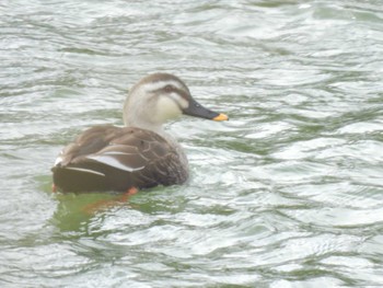 Eastern Spot-billed Duck 大阪府岸和田市 蜻蛉池公園 Tue, 2/27/2024