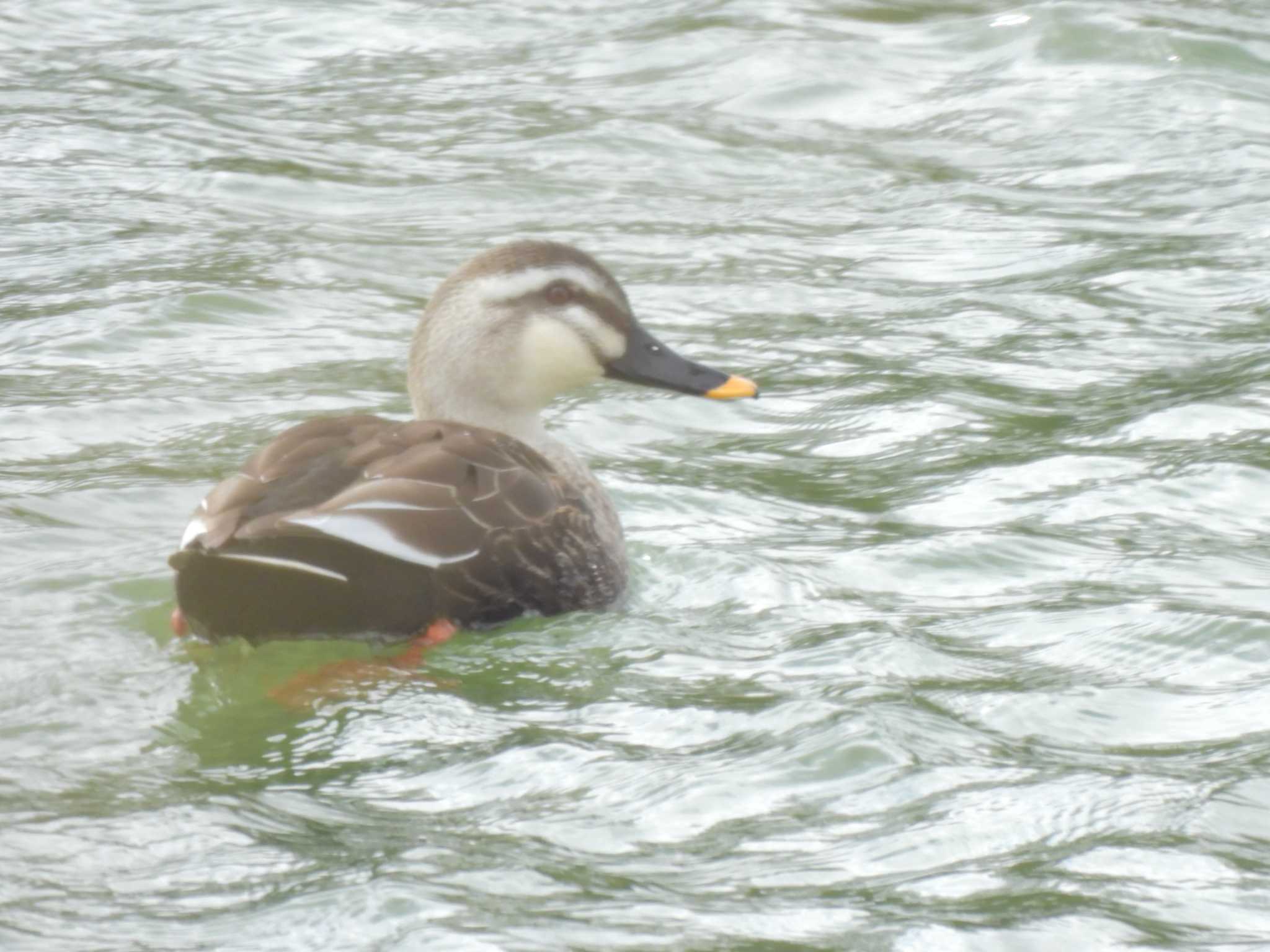 大阪府岸和田市 蜻蛉池公園 カルガモの写真 by たわし