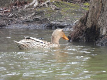 Unknown Species 大阪府岸和田市 蜻蛉池公園 Tue, 2/27/2024