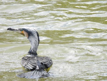 Great Cormorant 大阪府岸和田市 蜻蛉池公園 Tue, 2/27/2024