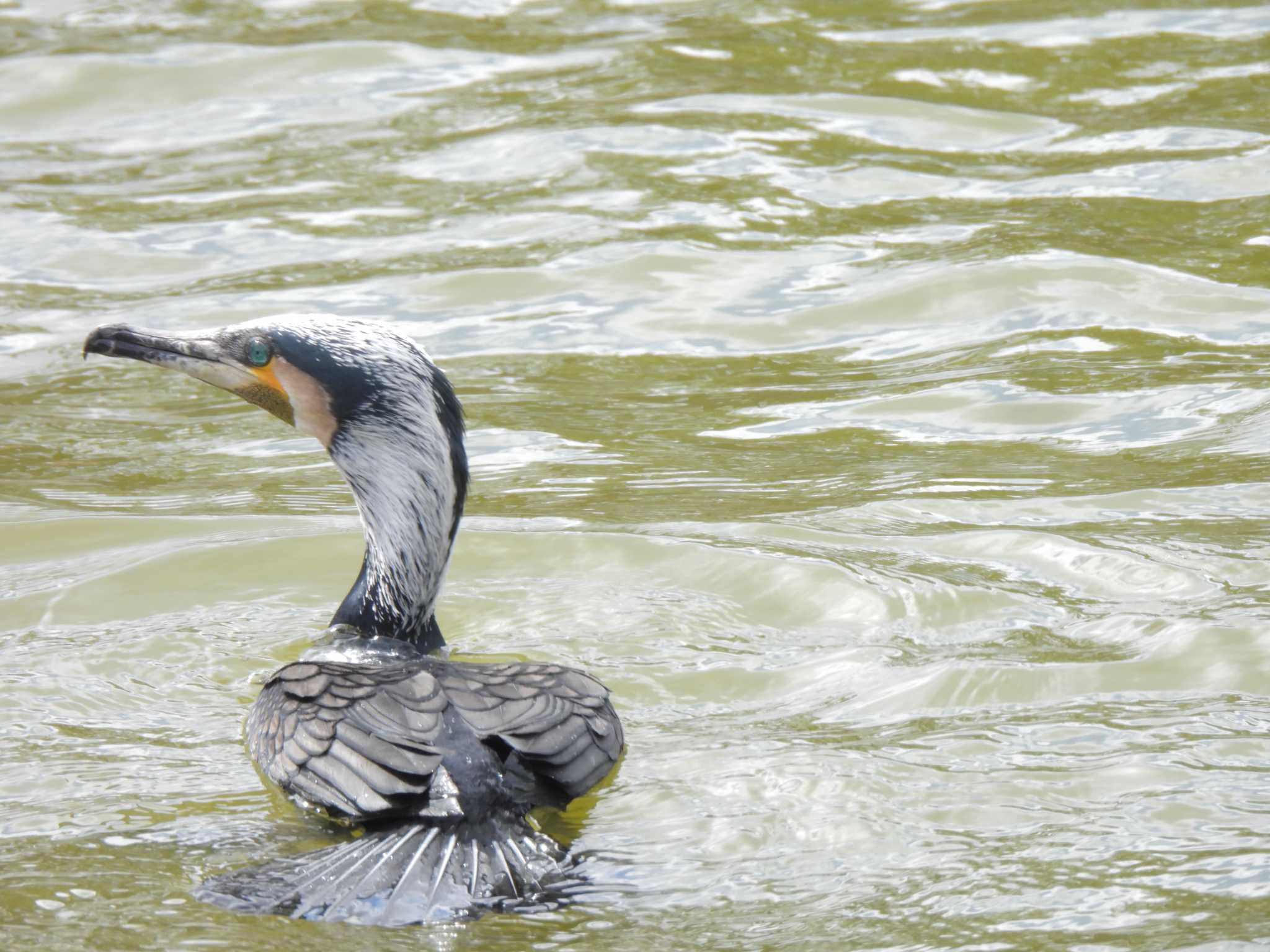 大阪府岸和田市 蜻蛉池公園 カワウの写真 by たわし