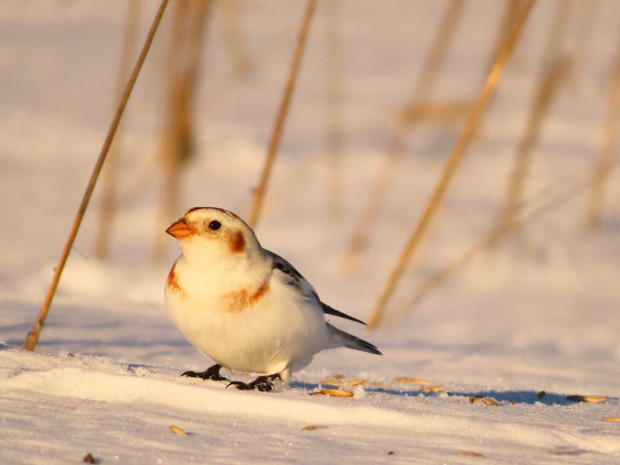 Photo of Snow Bunting at 鵡川河口 by ゆ