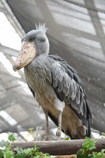 Shoebill 神戸 Sun, 2/25/2024