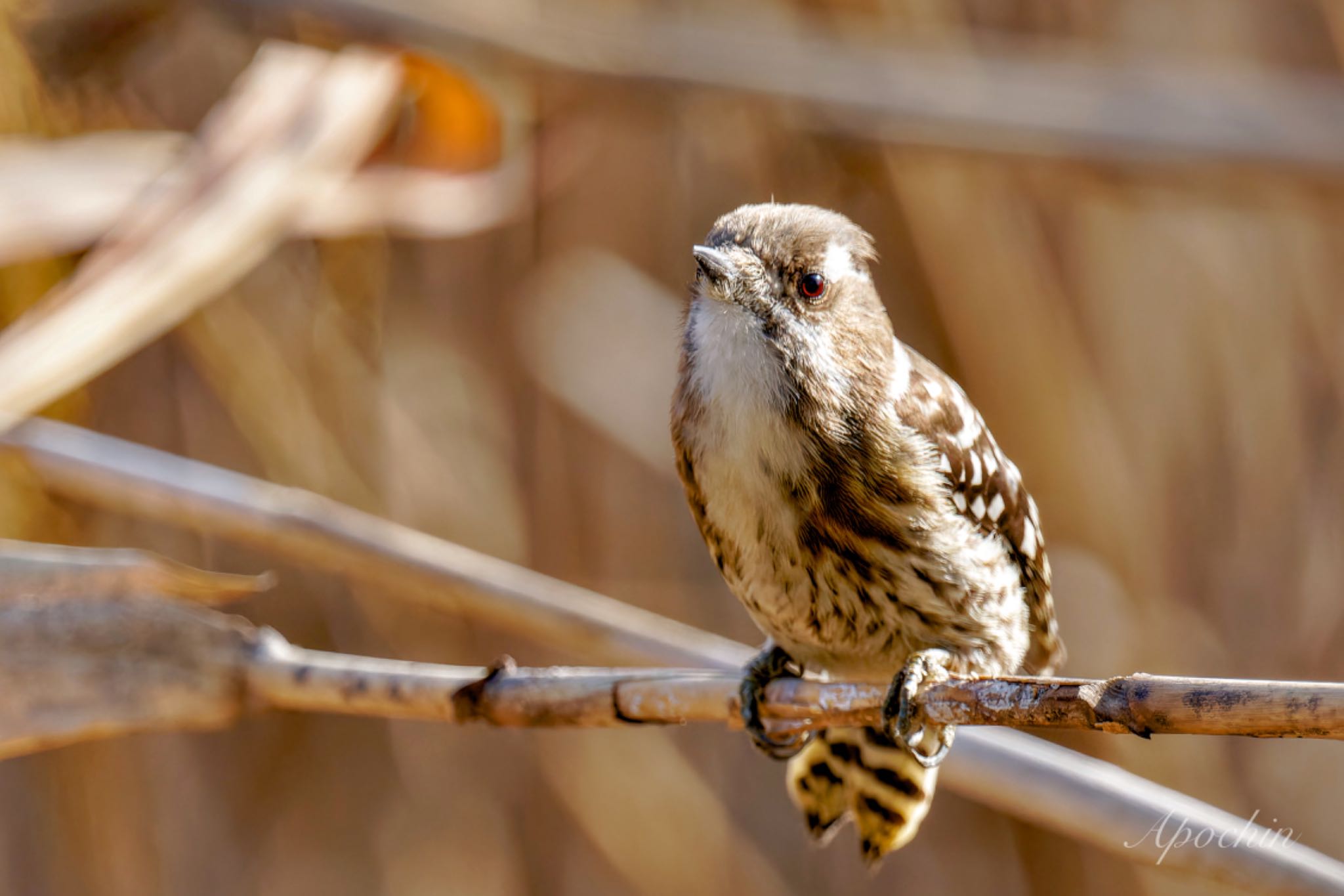 Photo of Japanese Pygmy Woodpecker at Showa Kinen Park by アポちん