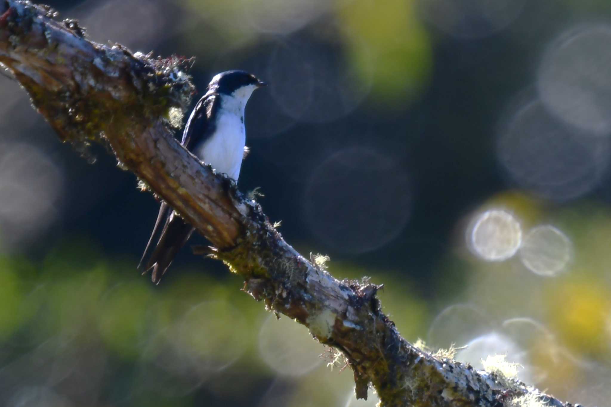 Photo of Blue-and-white Swallow at コスタリカ by でみこ