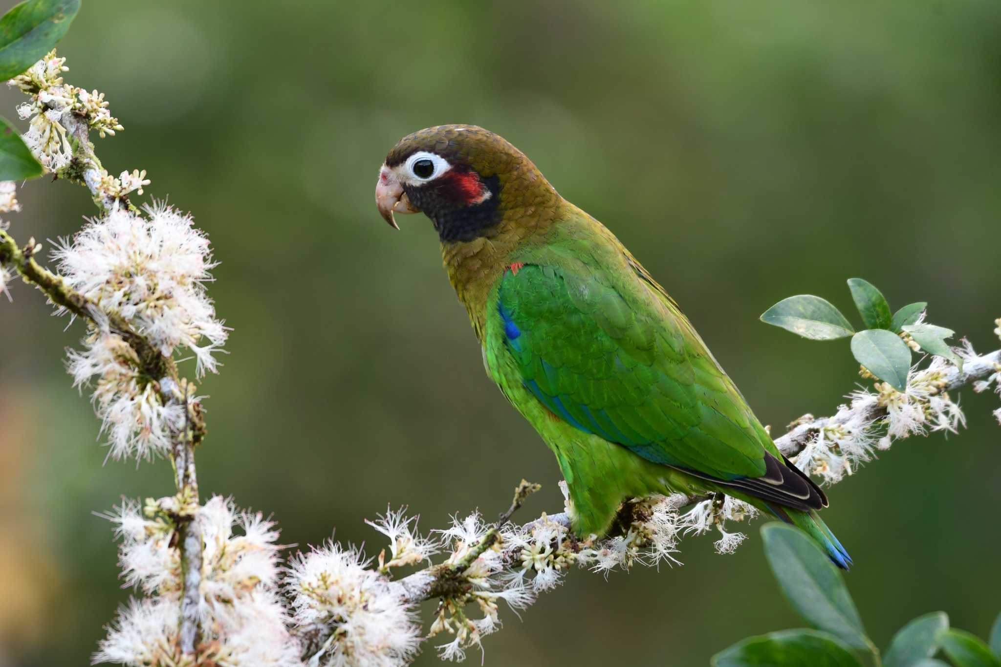 Brown-hooded Parrot