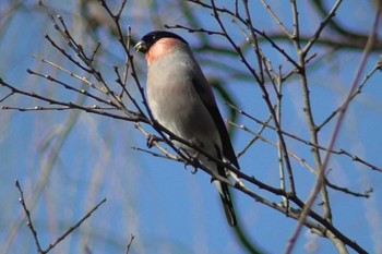 ウソ 秋ヶ瀬公園(野鳥の森) 2024年2月28日(水)