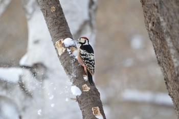 White-backed Woodpecker Makomanai Park Wed, 2/28/2024