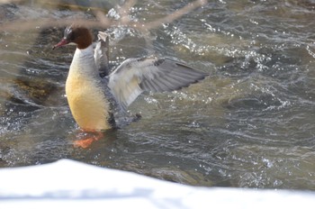 Common Merganser 真駒内川 Wed, 2/28/2024