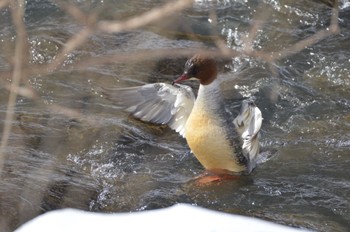 Common Merganser 真駒内川 Wed, 2/28/2024